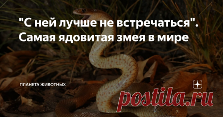 "С ней лучше не встречаться". Самая ядовитая змея в мире Всех приветствую на своем канале о животных!  Не нужно страдать герпетофобией, чтобы знать, какие из змей опасны либо же абсолютно безобидны. Однако если когда-нибудь вам встретится самая ядовитая змея, то это может стоить жизни. Поэтому важно разобраться, какие рептилии самые опасные.  О ядовитых змеях и не очень я буду рассказывать в отдельных статьях, а сегодня давайте поговорим о самой ядовитой во всем мире, и гд...