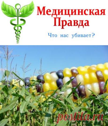 Результаты исследований трансгенных культур