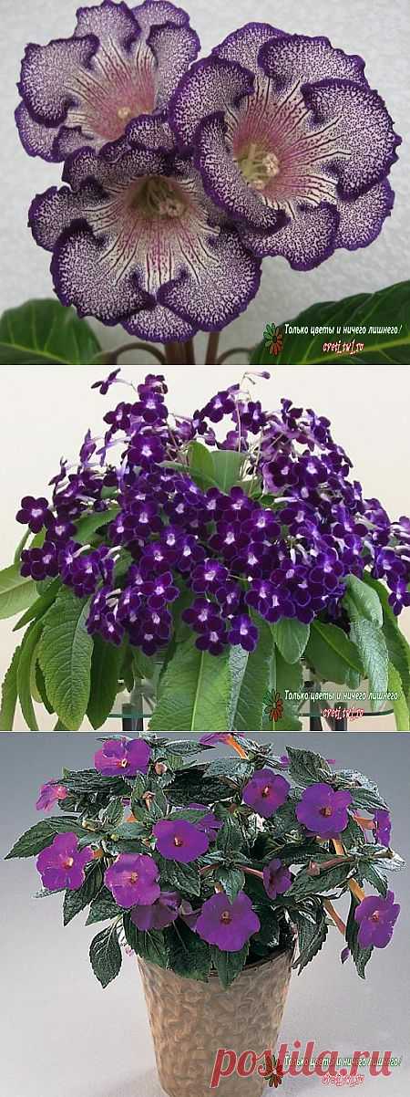 Семейство Геснериевые