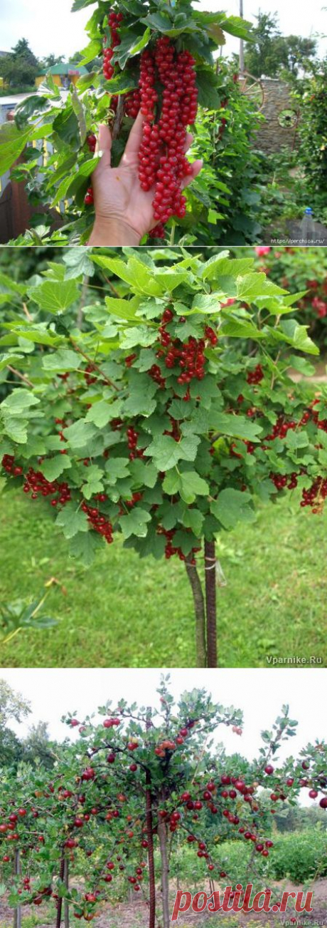 Как сделать из смородины и крыжовника деревце штамбовой формы