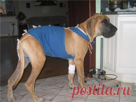 Пошив одежды для собак: как снять мерки, выкройки попоны, пошаговая инструкция