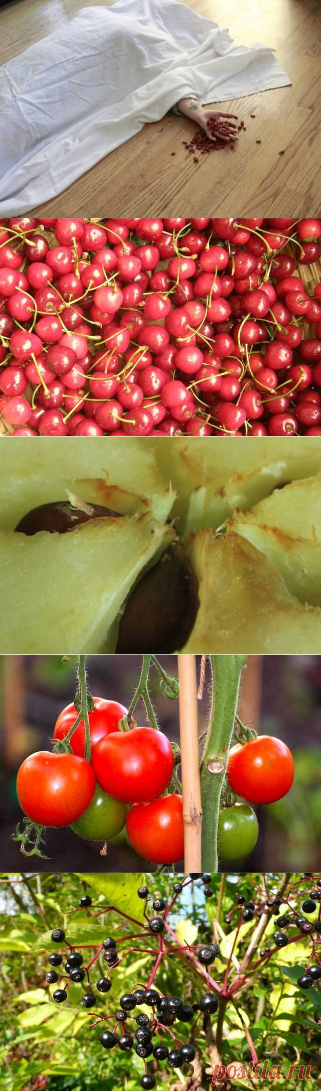 Смертельные яды в знакомых продуктах. Топ 10. Ридус