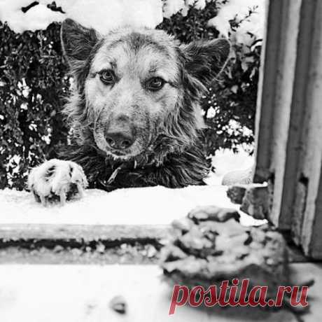 Письмо стареющей собаки
