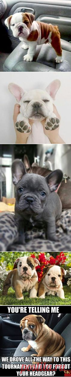 (2) English and French bulldogs | The cutest animals on Earth