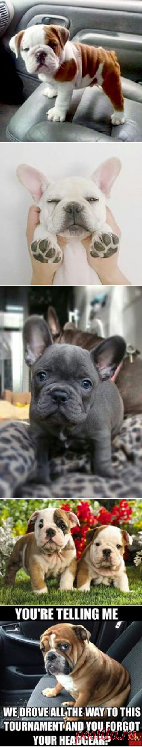 (2) English and French bulldogs | The cutest animals on Earth