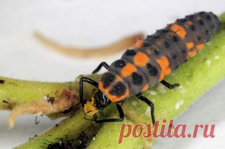 15 фотографий обычных вещей, которые заставили нас слегка обалдеть Что необычного может быть в картошке? А потом бац, и выясняется, что она бывает ярко-фиолетовой и вообще существует 4000 сортов картофеля, непохожего на картофель. Уверены, что про облака, ежиков и бо...