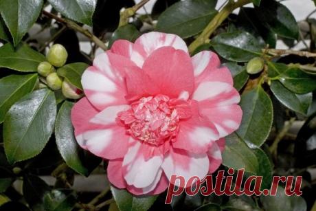 Цветущий кустарник Камелия: домашние виды и сорта