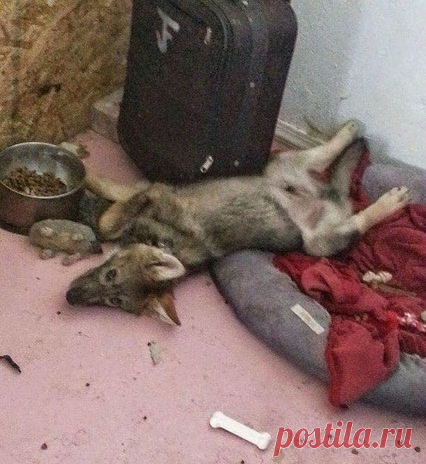 Взяв бесплатного щенка, этот парень вскоре понял, что тот вырос в нечто другое  Сегодняшняя наша история о парне, который проживает в Тусоне, Аризона, США. Одного дня, когда он проходил мимо дома с надписью «Бесплатные щенки», он решил заглянуть внутрь и с первого взгляда полюби…