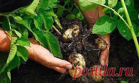 ОВОЩНЫЕ СЕКРЕТЫ ДАЧНИКОВ. ОГУРЦЫ, ЛУК, КАРТОШКА И ДРУГИЕ КУЛЬТУРЫ.

5 способов продлить жизнь огурцов

Для того чтобы огуречные плети дольше жили и плодоносили, нужно проделать 5 важных манипуляций.

1) Подсыпать к корням свежую землю пополам с перегноем. Делают это, как только растение начнет матереть. В результате станут образовываться дополнительные корешки.

2) Опрыснуть раствором удобрений. Лучше всего мочевиной (1 ст. ложка на 10 л воды) или раствором микроэлементов ...