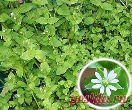 МОКРИЦА - ЭЛИКСИР ЖИЗНИ!