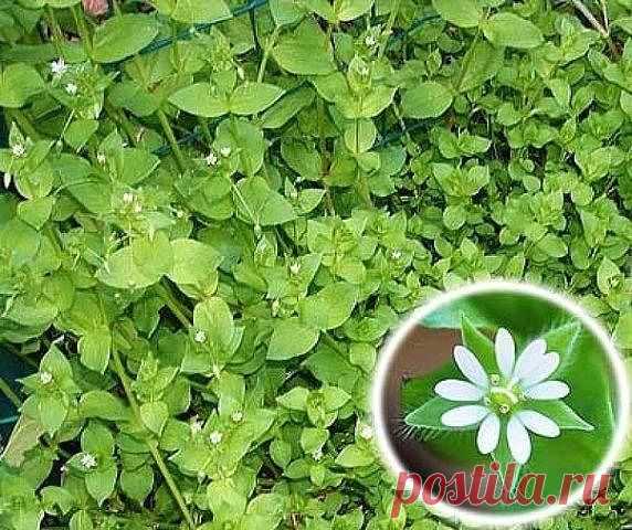 МОКРИЦА - ЭЛИКСИР ЖИЗНИ!