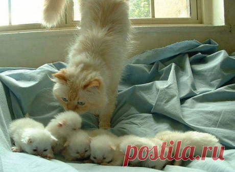 Большая семейка...