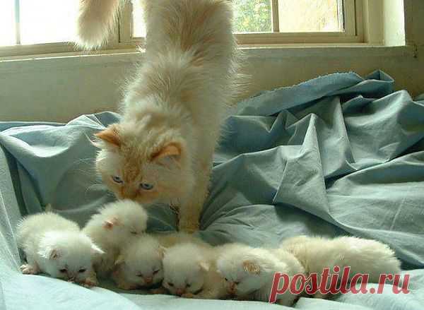 Большая семейка...