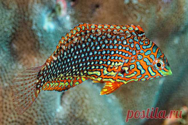 Ornate leopard wrasse, early initial phase - Macropharyngodon ornatus (EN) Ornate leopard wrasse - (FR) Labre léopard orné Macropharyngodon ornatus early initial phase, Pantar Island, Indonesia