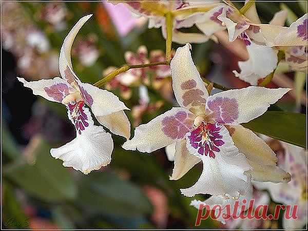 getImage (600×450)