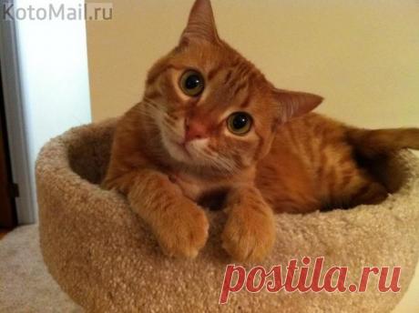 Очень любопытный