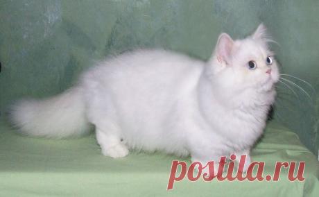 НАПОЛЕОН

Кот породы наполеон - очаровательный коротыш, продукт скрещивания котов породы манчкин и... персидской кошки.

Один заводчик охотничьих собак бассет-хаунд, попытался сделать кошачью версию своей любимой породы, и в результате получился очаровательный вид котов у которых короткие лапы,.
Котики этой породы - бегают, прыгают, резвятся и лазят по деревьям, не смотря на свою коротколапость. Иногда в пометах появляются котята с нормальной длинной лап,большая круглая голова и глаза.