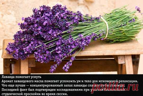 Полезные натуральные ароматы — Полезные советы