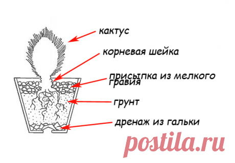Как пересадить кактус в другой горшок в домашних условиях