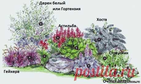 Дача,многолетние цветы,рассада,купить многолетние цветы - Клумба № 73,Цветник с хостами для полутени,купить многолетники на дачу,цветы для дачи,купить рассаду