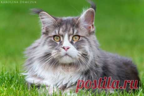 Maine Coon cat by Karolina Demczuk