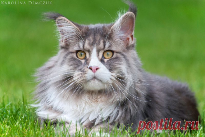 Maine Coon cat by Karolina Demczuk
