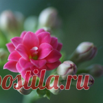 Как отбелить белье. Народные хитрости