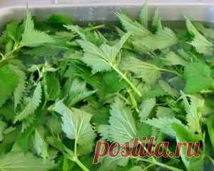 Уникальный отвар для исцеления печени