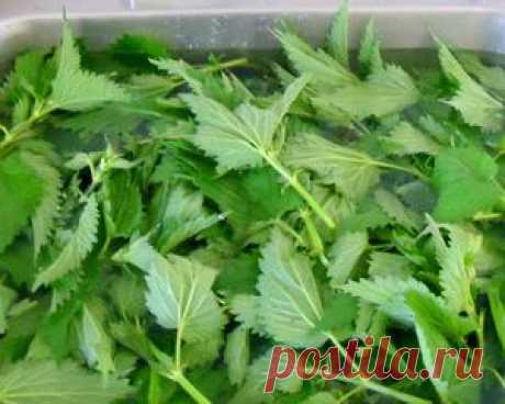 Уникальный отвар для исцеления печени