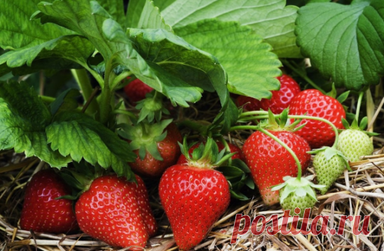 Клубника будет сладкой и завалит вас уpoжаем, если сделать так!

 🍓
Применение такой подкормки способствует закладке и увеличению цветочных почек, что увеличит урожай следующего года...
Клубнику подкармливают три раза в год.
1) Ранней весной после обрезки листьев клубнику подкармливают комплексным минеральным удобрением (нитроаммофоской - 1 ст. л. на 10 л воды) или органическим удобрением (настой коровяка, разведенного водой 1:10, или куриного помета - 1:12). Клубнику удо...