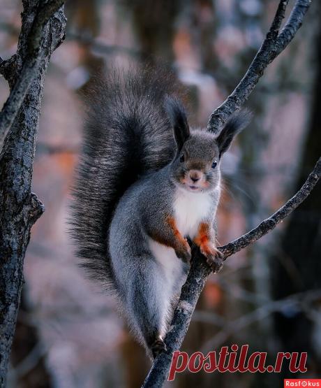 Фото: Ну что смотрите, белку никогда не видели !!!!!. . Вадим Басов. Фото животных. Фотосайт Расфокус.ру