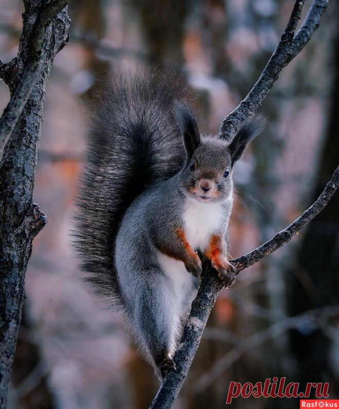 Фото: Ну что смотрите, белку никогда не видели !!!!!. . Вадим Басов. Фото животных. Фотосайт Расфокус.ру
