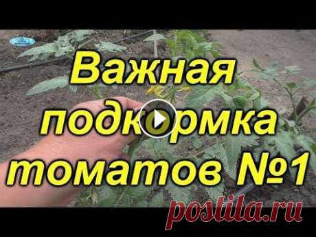 Чем подкормить томаты через 10 дней? Первая, очень важная подкормка. Через 10 дней после высадки рассады помидоров в грунт, для хорошего развития растений очень важно вовремя провести первую подкормку необходимым питани...