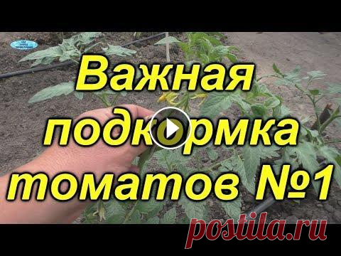 Чем подкормить томаты через 10 дней? Первая, очень важная подкормка. Через 10 дней после высадки рассады помидоров в грунт, для хорошего развития растений очень важно вовремя провести первую подкормку необходимым питани...