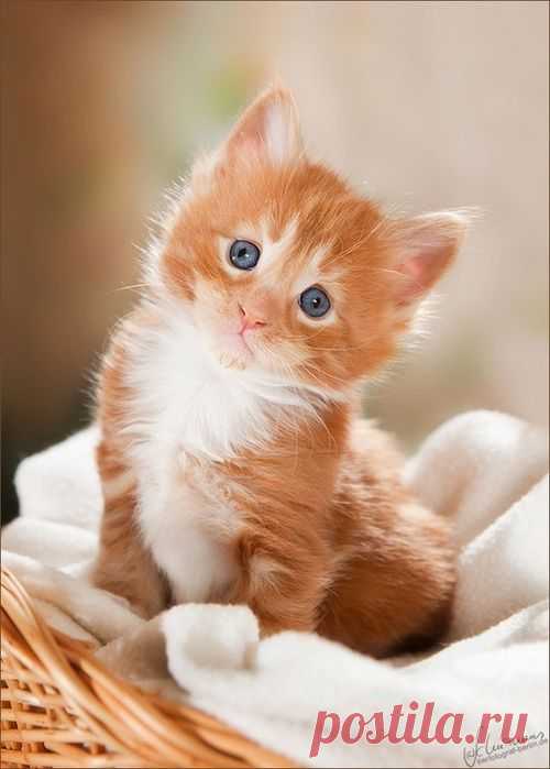 cutest animals' photos
