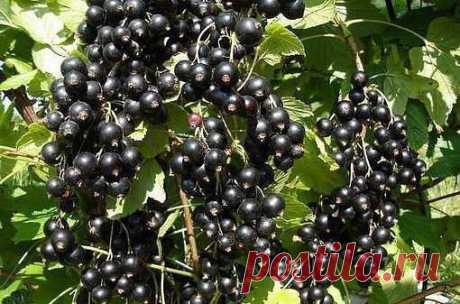 СМОРОДИНУ НУЖНО ПОСТОЯННО ОМОЛАЖИВАТЬ - И БОЛЬШОЙ УРОЖАЙ ВАМ ОБЕСПЕЧЕН.

Большинство ягодных растений не требуют к себе очень пристального внимания. Но есть среди них два вида, которые нуждаются в постоянном уходе. Это земляника и смородина.
Показать полностью…