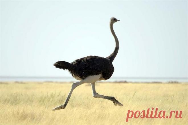 10 не летающих птиц, доживших до наших дней
