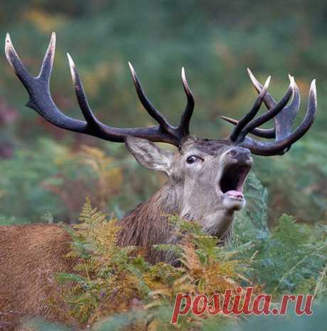 Осенний клич – олений гон