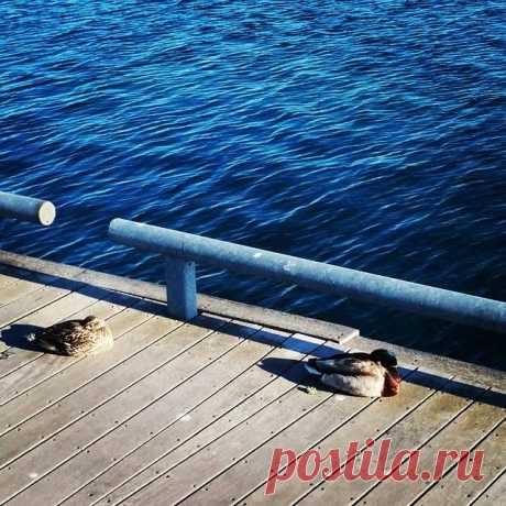 Казарки упакованные, две штуки. #LakeOntario
