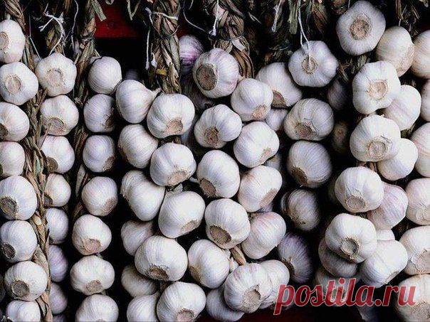 ХРАНЕНИЕ ЧЕСНОКА И ЛУКА: 5 НАРОДНЫХ СПОСОБОВ