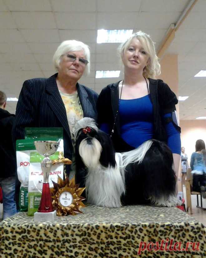 Chesvet Line Leksa be Happi - BOS,BOB!
(Hashanan Cool Shot x Chesvet Line Juan Dzi Zi)
Judge Alfreda Liberene (Lithuania)