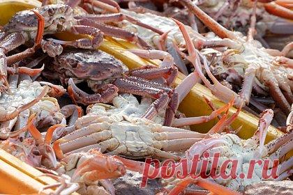 Россия увеличила экспорт крабов