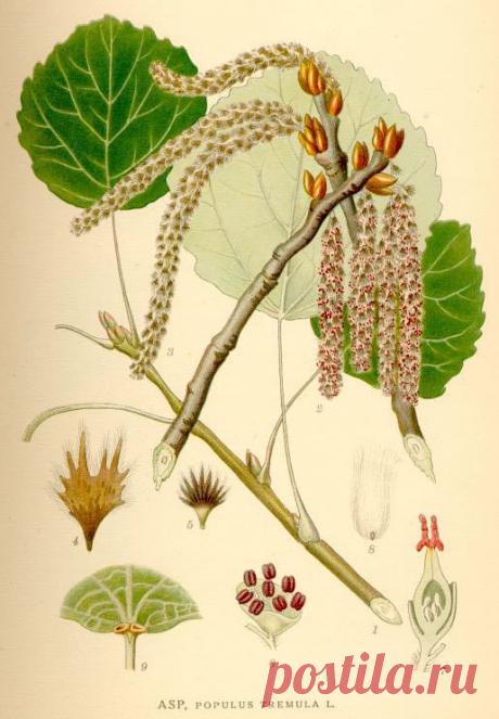 (49) Одноклассники