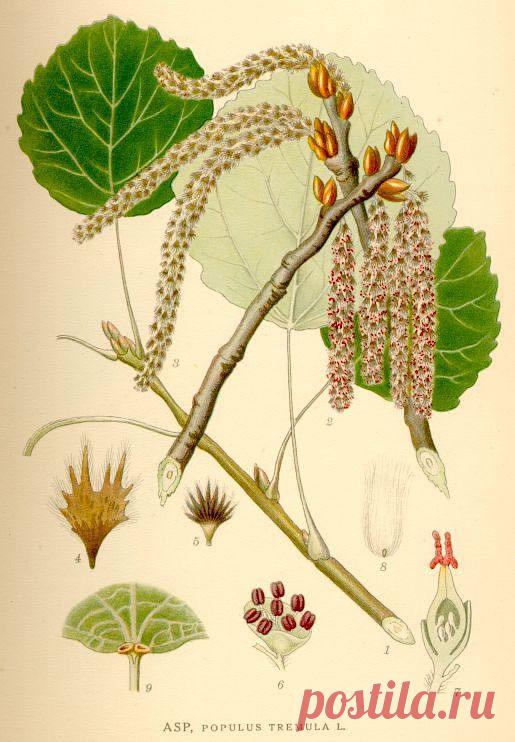 (49) Одноклассники