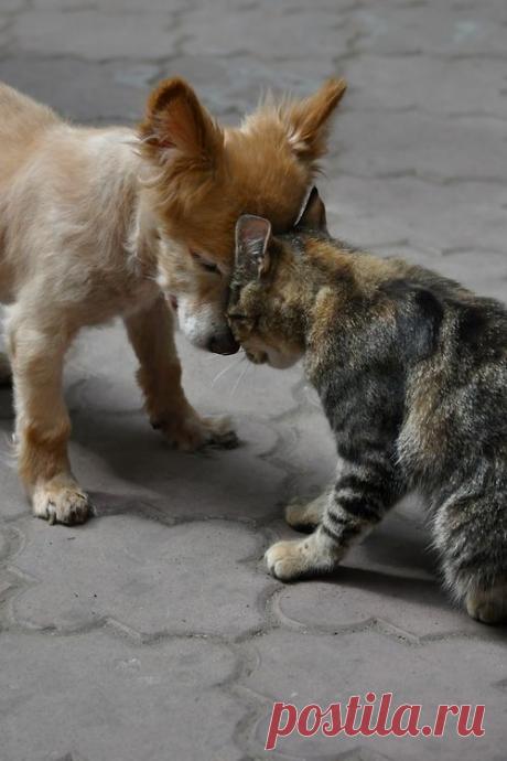 Amis pour la vie ♥ ******