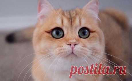 Ну какие же они невероятные! Необычный окрас у котиков Источник