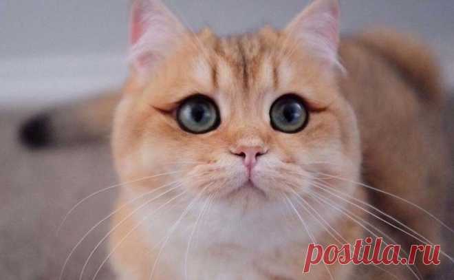 Ну какие же они невероятные! Необычный окрас у котиков Источник