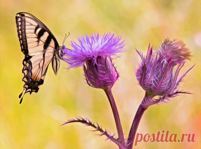 (1) Lizartphotogallery.com - Главная