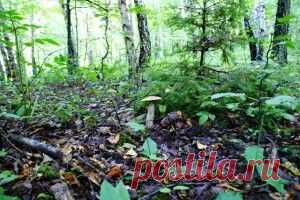 Грибной сезон в полном разгаре | Грибы