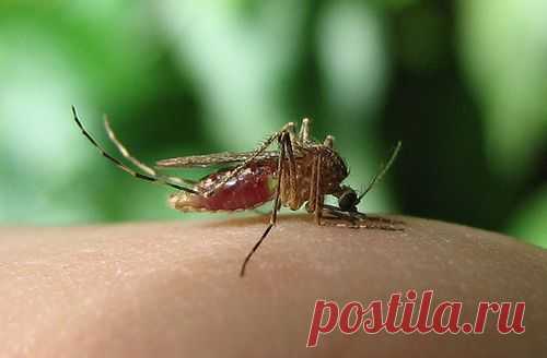 6 растений, которых боятся комары. Проведи лето с комфортом